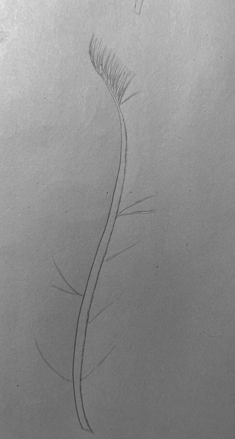 Comment dessiner une plume