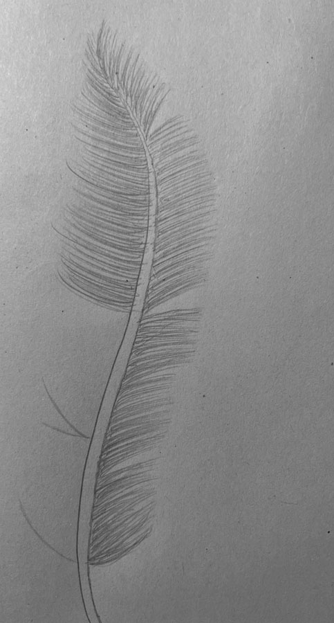 Comment dessiner une plume