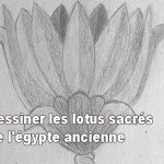 Dessiner les lotus sacrés de l’égypte ancienne