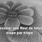 Dessiner une fleur de lotus étape par étape