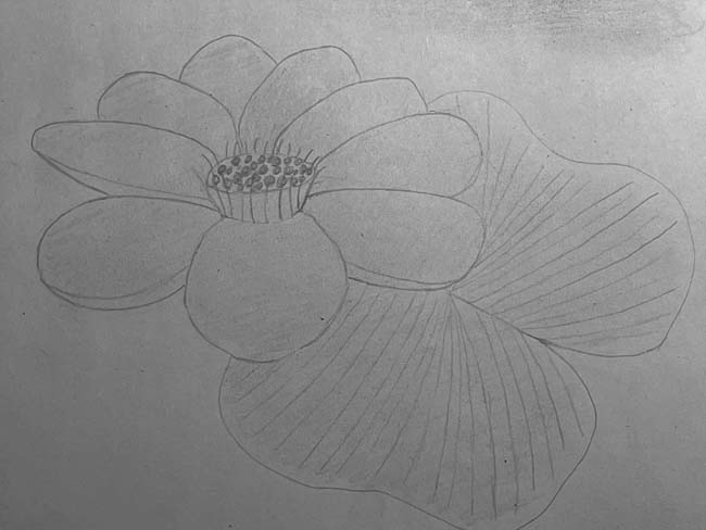 dessiner une fleur pas à pas