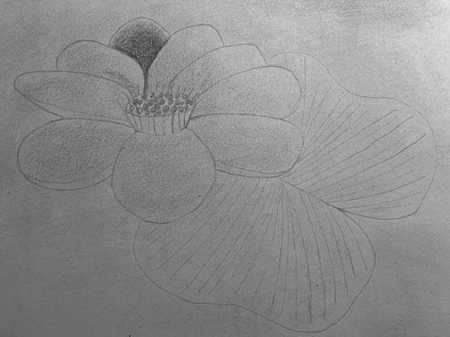 Dessiner une fleur pas à pas