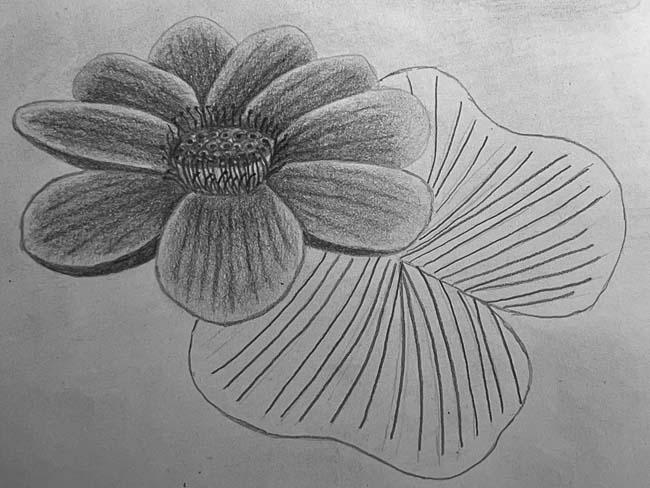 Dessiner une fleur de lotus étape par étape