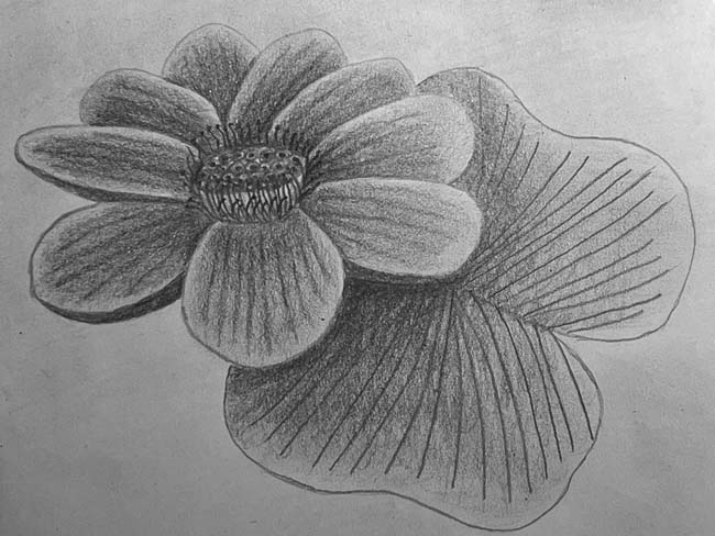 draw a flower step to step